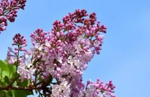 Το μήνυμα των Ιεροψαλτών Άνδρου