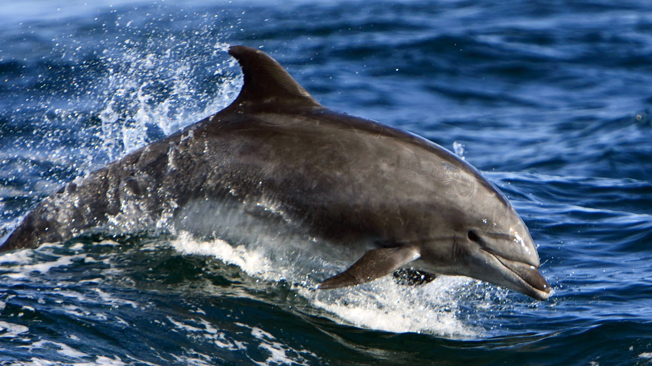 Ένα δελφίνι στα Πίσω Γιάλια
