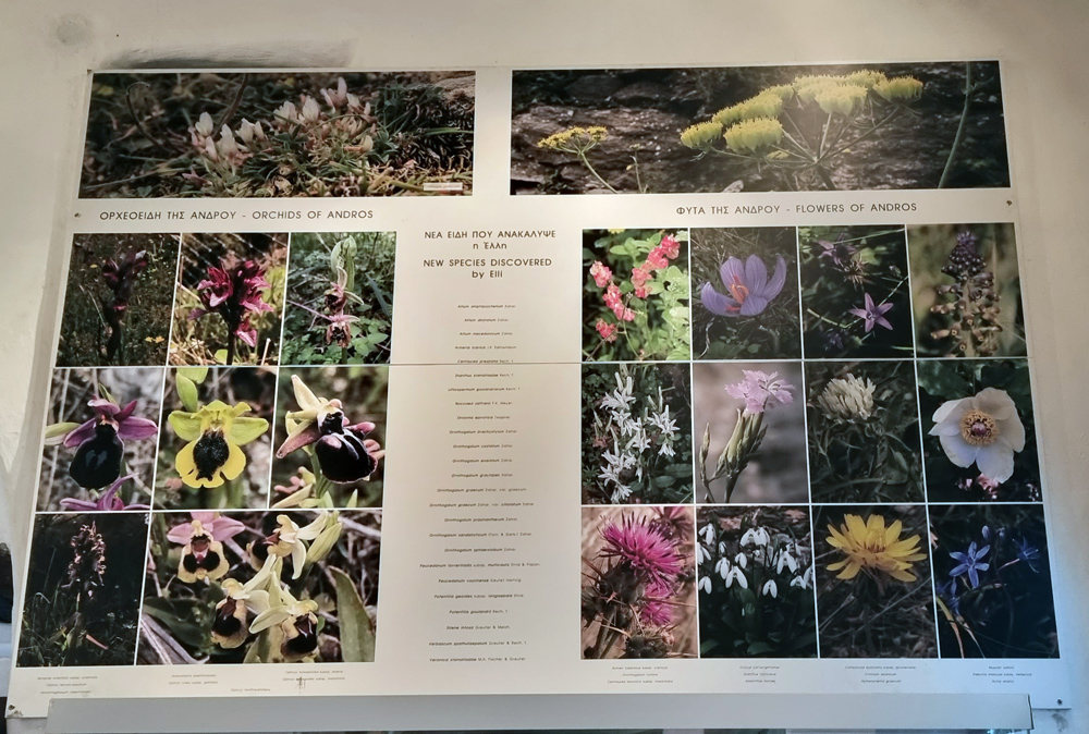 "Η χλωρίδα της Άνδρου" στον μοναδικό βοτανικό κήπο του Αρχιπελάγους