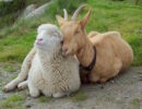 sheep and goat