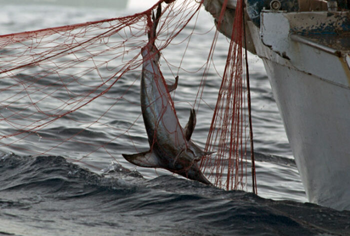 Παράνομα ψαρέματα εντόπισαν οι αρχές