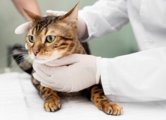 Δωρεάν στειρώσεις σε αδέσποτες γάτες