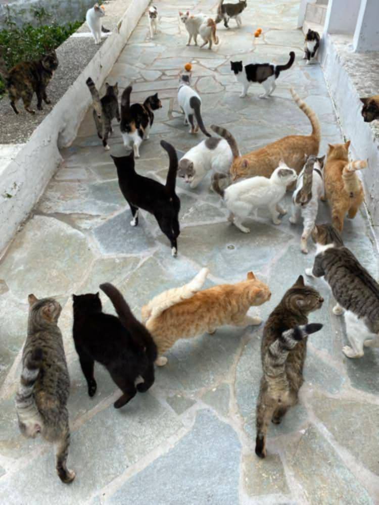 Φροντίδα και σίτιση αδέσποτων γατών