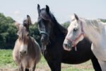 horses donkeys mules