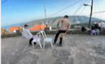 kohliou 2