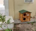 cathouse 2