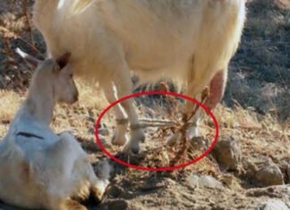 Σύλληψη ημεδαπού για κακομεταχείριση ζώων
