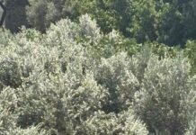 Κατηγορία κινδύνου 4 μέχρι και 9 μποφόρ αύριο
