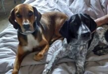 dogs
