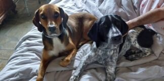 dogs