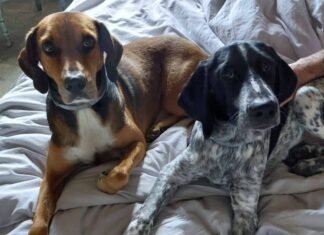 dogs