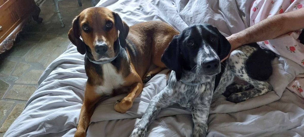 dogs
