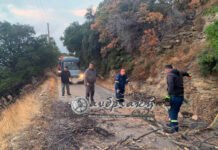 Διακοπή κυκλοφορίας από πτώση δέντρου