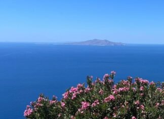 4° CPF Islanders’ Forum 2026 στην Άνδρο wildflowers