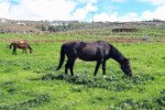 Υπάρχει και αυτή η Άνδρος, των αλόγων...Photo:Μ. Τζανουλίνος