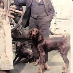 Αφιερωμένη στον γιό του Νικολό. (Πάντα μαζί με τα αγαπημένα του σκυλάκια)